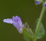 Small skullcap